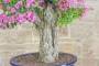 6 - Bonsai di Bougainvillea Sanderiana (131)