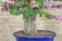 8 - Bonsai di Bougainvillea Sanderiana (131)