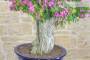 9 - Bonsai di Bougainvillea Sanderiana (131)