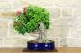 Bonsai di Bougainvillea Spectabilis (132)