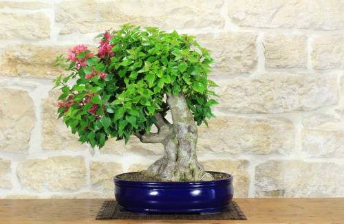 Bonsai di Bougainvillea Spectabilis (132)