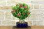 5 - Bonsai di Bougainvillea Spectabilis (132)