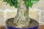 7 - Bonsai di Bougainvillea Spectabilis (132)