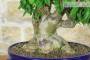 8 - Bonsai di Bougainvillea Spectabilis (132)