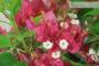 9 - Bonsai di Bougainvillea Spectabilis (132)