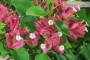 10 - Bonsai di Bougainvillea Spectabilis (132)