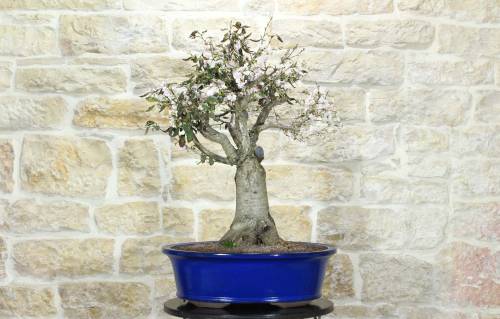 1 - Bonsai di Ciliegio da fiore Serrulata (7)