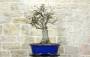 1 - Bonsai di Ciliegio da fiore Serrulata (7)