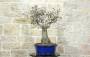 2 - Bonsai di Ciliegio da fiore Serrulata (7)
