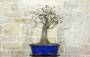 3 - Bonsai di Ciliegio da fiore Serrulata (7)