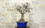 4 - Bonsai di Ciliegio da fiore Serrulata (7)