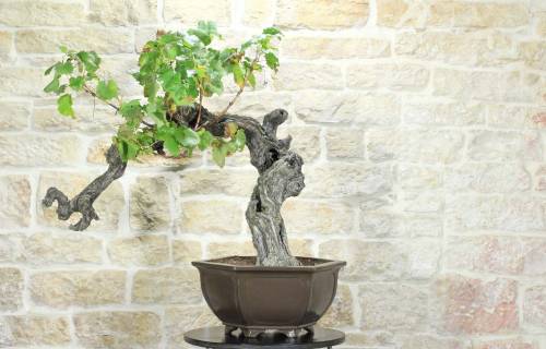 1 - Bonsai di Vite (114)