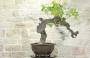 3 - Bonsai di Vite (114)