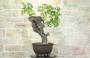 4 - Bonsai di Vite (114)