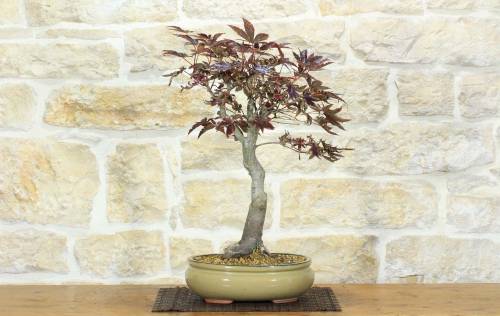 1 - Bonsai di Acero Palmato Atropurpureum (8)