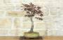 1 - Bonsai di Acero Palmato Atropurpureum (8)