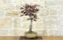 2 - Bonsai di Acero Palmato Atropurpureum (8)