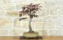 3 - Bonsai di Acero Palmato Atropurpureum (8)