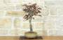 4 - Bonsai di Acero Palmato Atropurpureum (8)