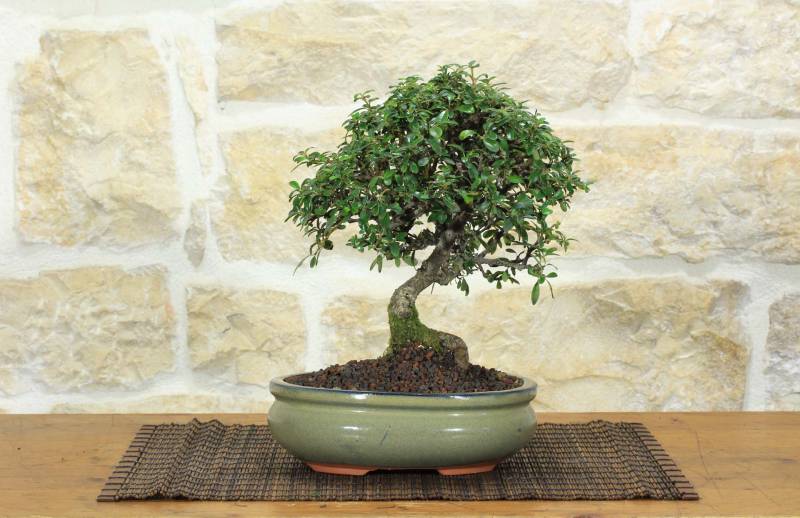 1 - Bonsai di Cotoneaster Microphylla (104)