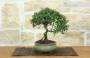 2 - Bonsai di Cotoneaster Microphylla (104)