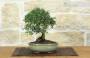 3 - Bonsai di Cotoneaster Microphylla (104)