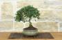 4 - Bonsai di Cotoneaster Microphylla (104)
