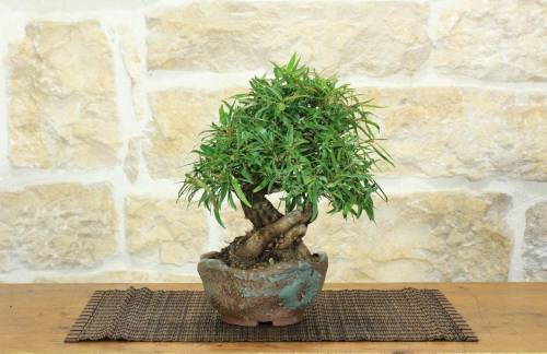 1 - Bonsai di Ficus Neriifolia (11)