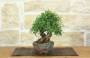 1 - Bonsai di Ficus Neriifolia (11)