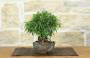 2 - Bonsai di Ficus Neriifolia (11)