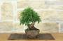 3 - Bonsai di Ficus Neriifolia (11)