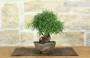 4 - Bonsai di Ficus Neriifolia (11)