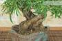 5 - Bonsai di Ficus Neriifolia (11)
