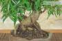 6 - Bonsai di Ficus Neriifolia (11)