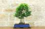 1 - Bonsai di Ficus Retusa (179)