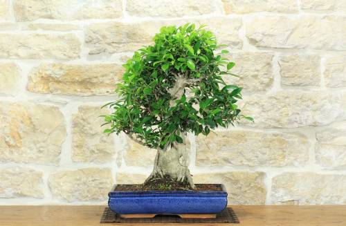 1 - Bonsai di Ficus Retusa (179)