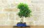 2 - Bonsai di Ficus Retusa (179)