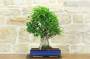 3 - Bonsai di Ficus Retusa (179)
