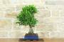 4 - Bonsai di Ficus Retusa (179)