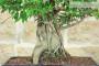 6 - Bonsai di Ficus Retusa (179)