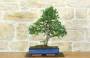 1 - Bonsai di Olmo Cinese (155)