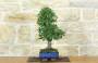 2 - Bonsai di Olmo Cinese (155)