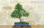 3 - Bonsai di Olmo Cinese (155)