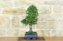 4 - Bonsai di Olmo Cinese (155)
