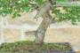 5 - Bonsai di Olmo Cinese (155)
