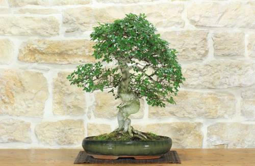 1 - Bonsai di Olmo Cinese (157)