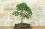1 - Bonsai di Olmo Cinese (157)