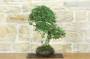 2 - Bonsai di Olmo Cinese (157)