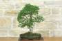 3 - Bonsai di Olmo Cinese (157)