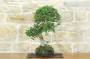 4 - Bonsai di Olmo Cinese (157)